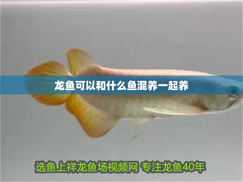 龍魚可以和什么魚混養一起養