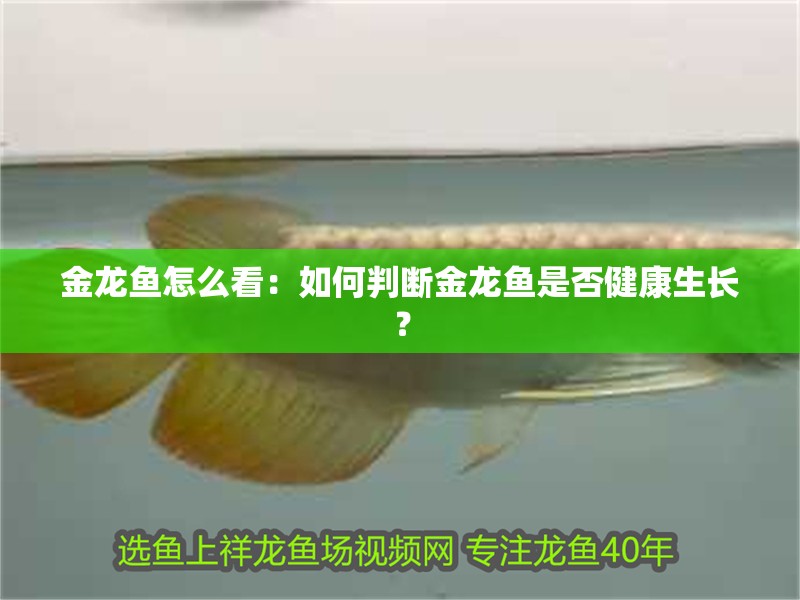 金龍魚(yú)怎么看：如何判斷金龍魚(yú)是否健康生長(zhǎng)？