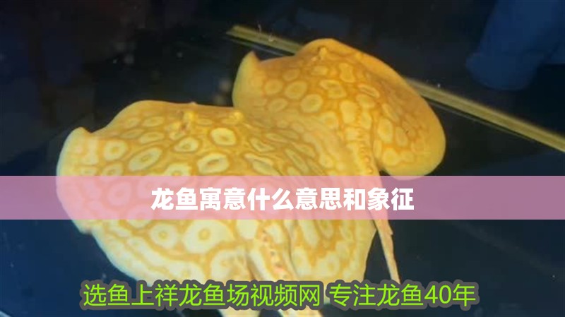 龍魚寓意什么意思和象征