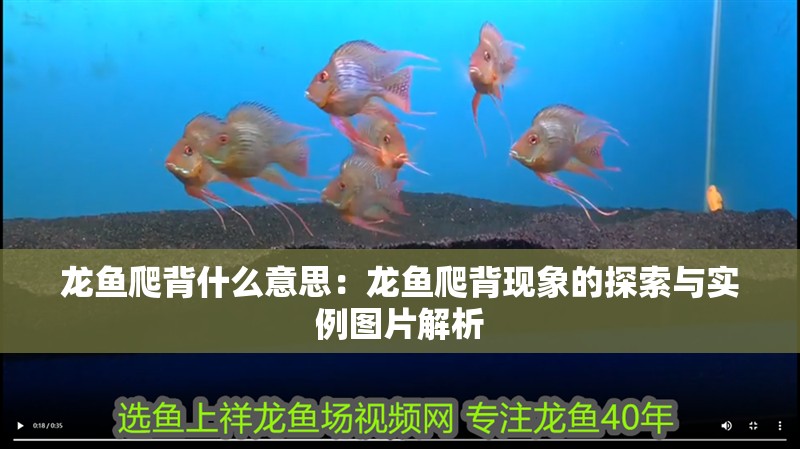 龍魚(yú)爬背什么意思：龍魚(yú)爬背現(xiàn)象的探索與實(shí)例圖片解析