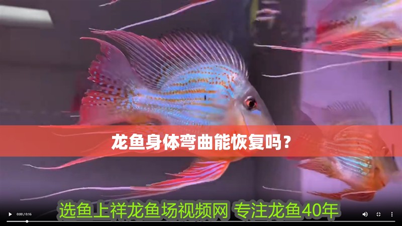 龍魚身體彎曲能恢復嗎？
