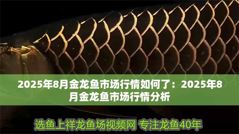 2025年8月金龍魚市場行情如何了：2025年8月金龍魚市場行情分析