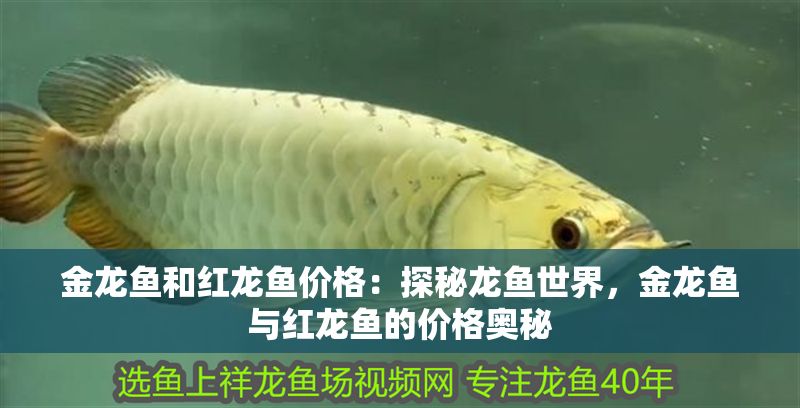 金龍魚和紅龍魚價格：探秘龍魚世界，金龍魚與紅龍魚的價格奧秘