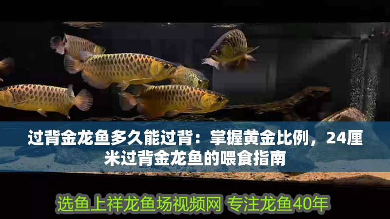 過背金龍魚多久能過背：掌握黃金比例，24厘米過背金龍魚的喂食指南
