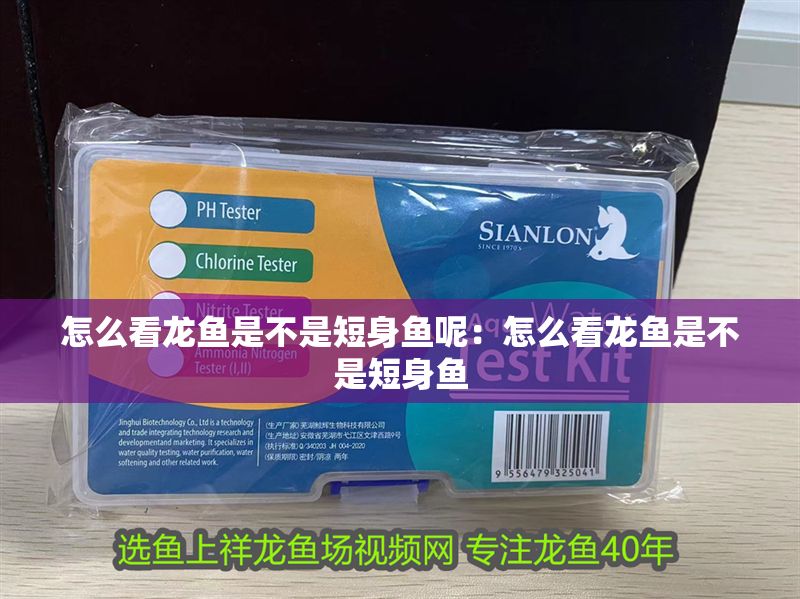 怎么看龍魚是不是短身魚呢：怎么看龍魚是不是短身魚