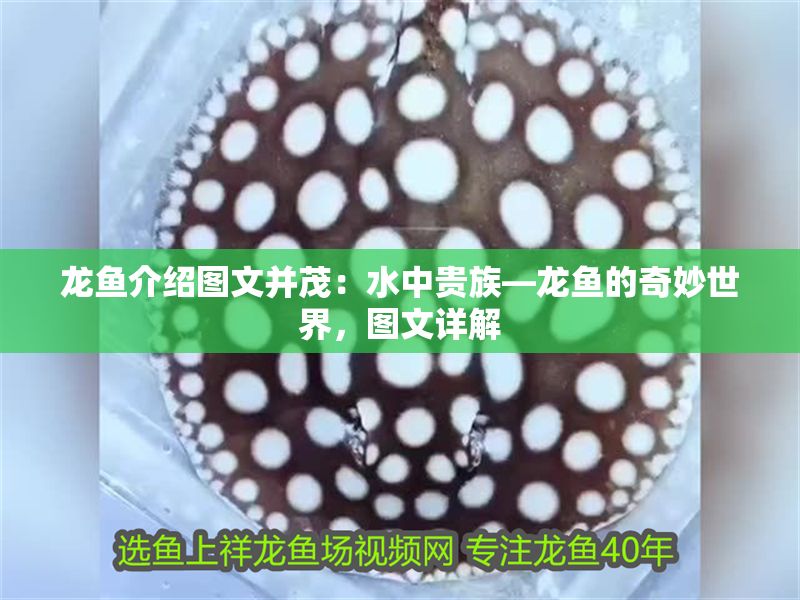 龍魚介紹圖文并茂：水中貴族—龍魚的奇妙世界，圖文詳解