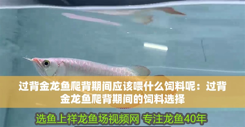 過背金龍魚爬背期間應該喂什么飼料呢：過背金龍魚爬背期間的飼料選擇