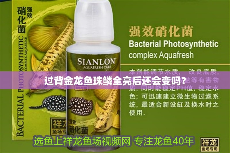 過背金龍魚珠鱗全亮后還會變嗎？