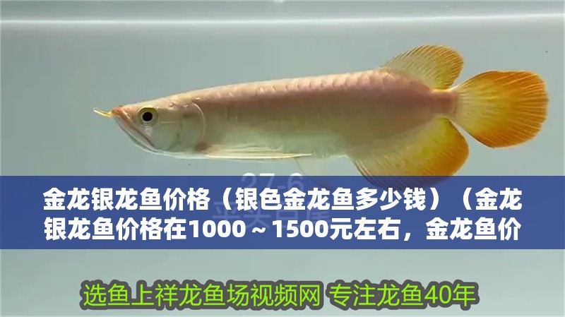 金龍銀龍魚價格（銀色金龍魚多少錢）（金龍銀龍魚價格在1000～1500元左右，金龍魚價格在1000～）