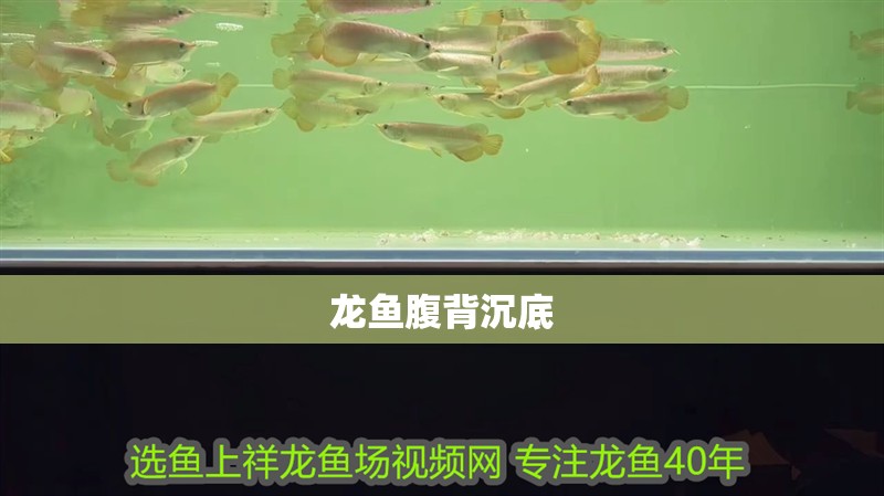 龍魚腹背沉底