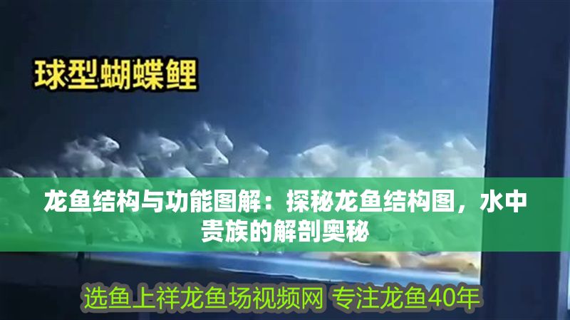 龍魚結構與功能圖解：探秘龍魚結構圖，水中貴族的解剖奧秘