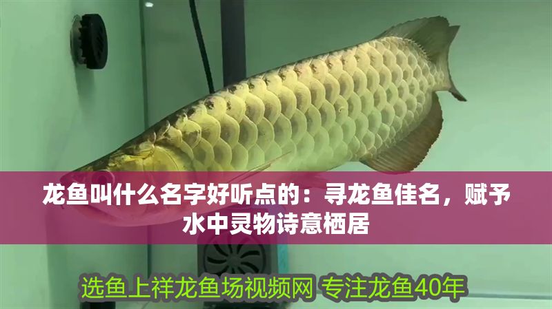 龍魚叫什么名字好聽點的：尋龍魚佳名，賦予水中靈物詩意棲居