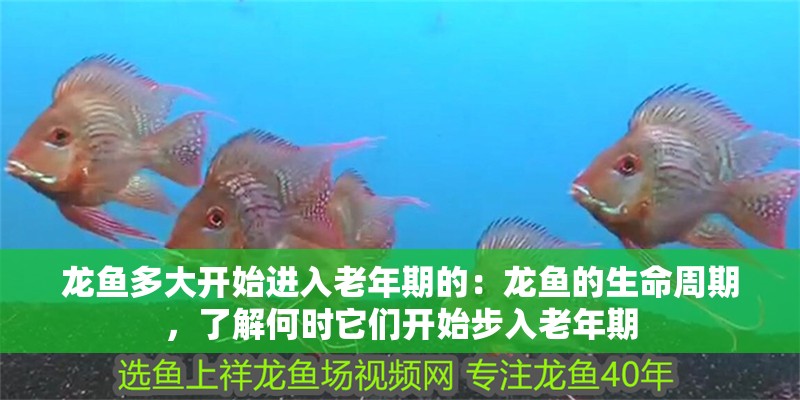 龍魚多大開始進入老年期的：龍魚的生命周期，了解何時它們開始步入老年期