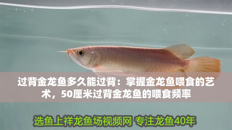 過背金龍魚多久能過背：掌握金龍魚喂食的藝術，50厘米過背金龍魚的喂食頻率