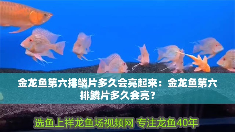金龍魚第六排鱗片多久會亮起來：金龍魚第六排鱗片多久會亮？