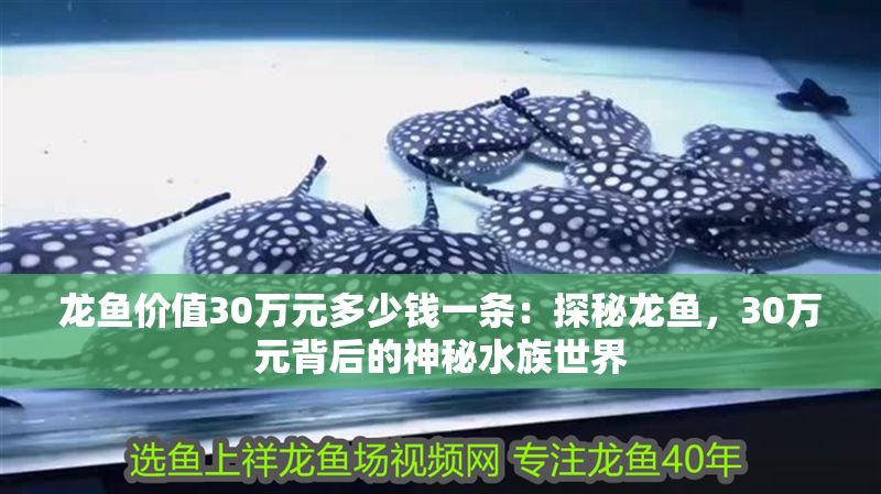 龍魚價值30萬元多少錢一條：探秘龍魚，30萬元背后的神秘水族世界