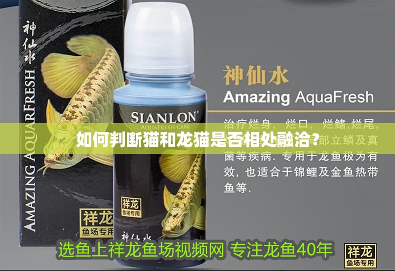 如何判斷貓和龍貓是否相處融洽？