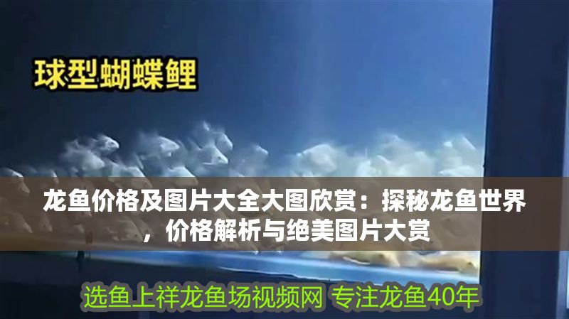 龍魚價格及圖片大全大圖欣賞：探秘龍魚世界，價格解析與絕美圖片大賞