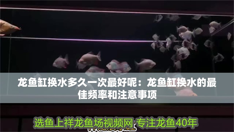 龍魚缸換水多久一次最好呢：龍魚缸換水的最佳頻率和注意事項