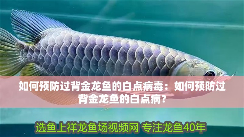 如何預防過背金龍魚的白點病毒：如何預防過背金龍魚的白點病？ 如何預防過背金龍魚的白點病毒：如何預防過背金龍魚的白點病？ 水族問答