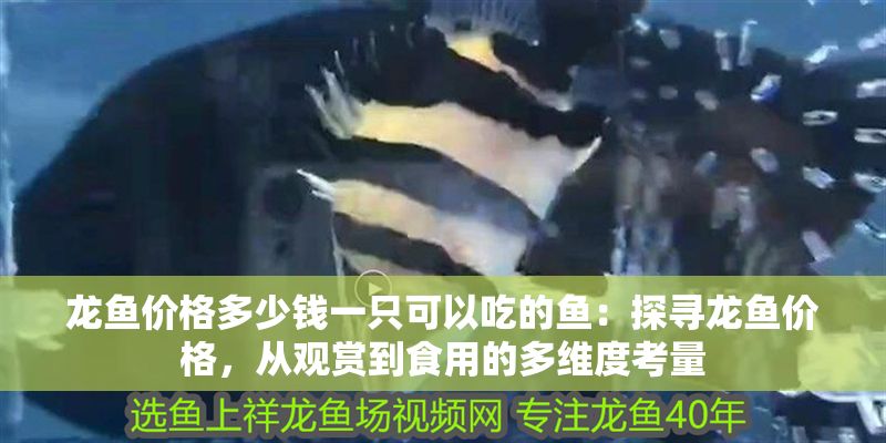龍魚價(jià)格多少錢一只可以吃的魚：探尋龍魚價(jià)格，從觀賞到食用的多維度考量