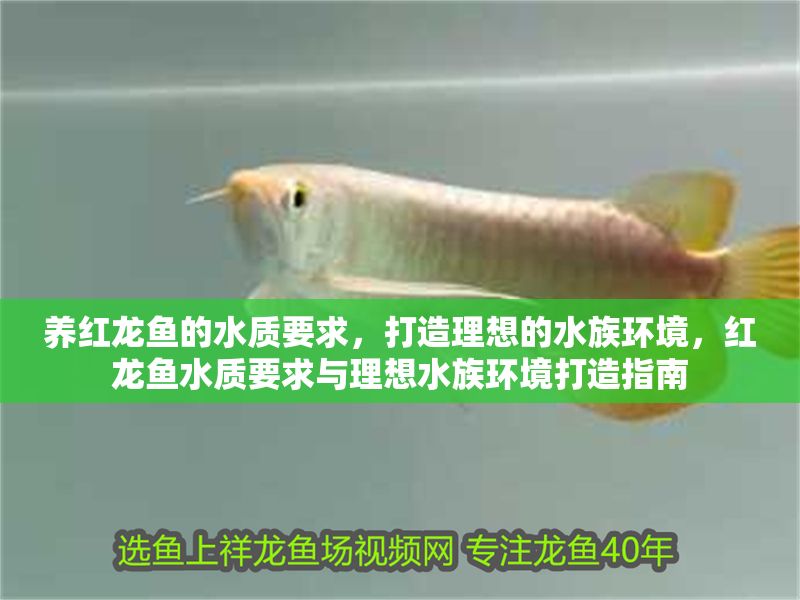 養(yǎng)紅龍魚的水質(zhì)要求，打造理想的水族環(huán)境，紅龍魚水質(zhì)要求與理想水族環(huán)境打造指南
