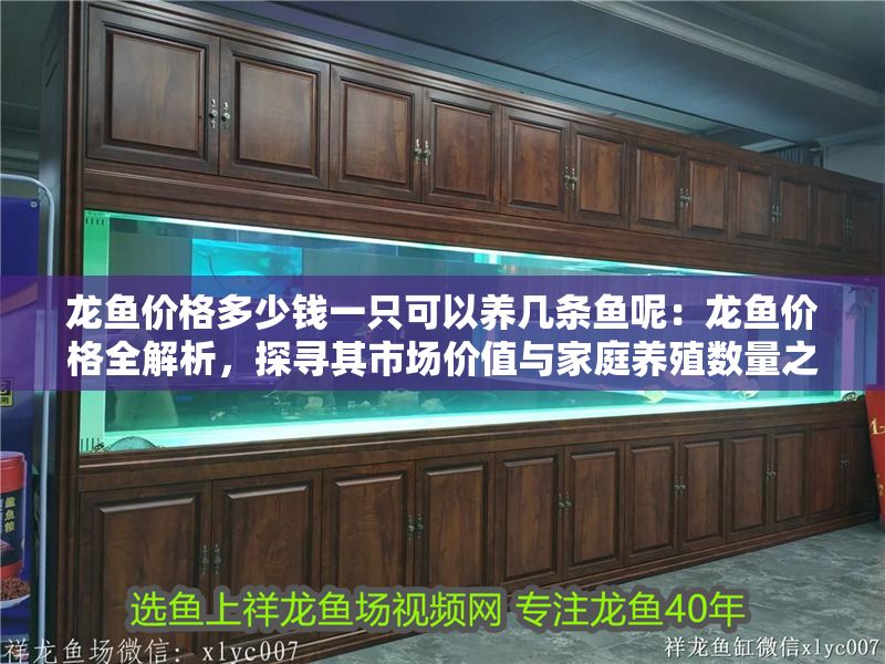 龍魚價格多少錢一只可以養幾條魚呢：龍魚價格全解析，探尋其市場價值與家庭養殖數量之謎