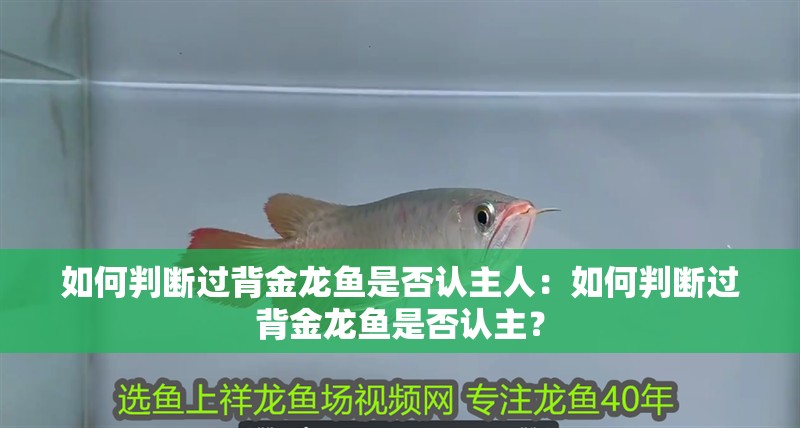 龍魚胡須從根部斷了：龍魚的胡須從根部斷掉怎么辦