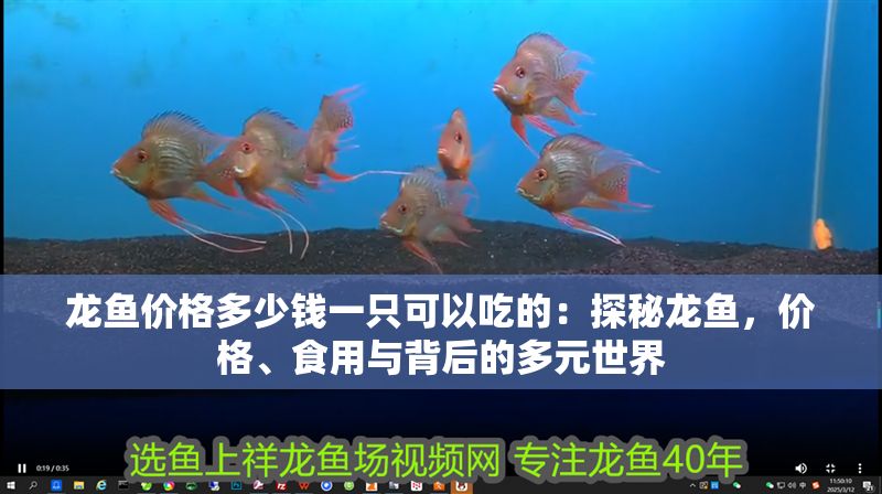 龍魚價格多少錢一只可以吃的：探秘龍魚，價格、食用與背后的多元世界