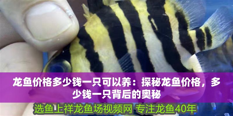 龍魚價格多少錢一只可以養(yǎng)：探秘龍魚價格，多少錢一只背后的奧秘