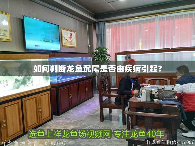 如何判斷龍魚沉尾是否由疾病引起？ 如何判斷龍魚沉尾是否由疾病引起？ 龍魚百科