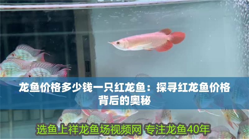 龍魚價格多少錢一只紅龍魚：探尋紅龍魚價格背后的奧秘