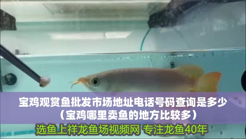 寶雞觀賞魚批發市場地址電話號碼查詢是多少（寶雞哪里賣魚的地方比較多）
