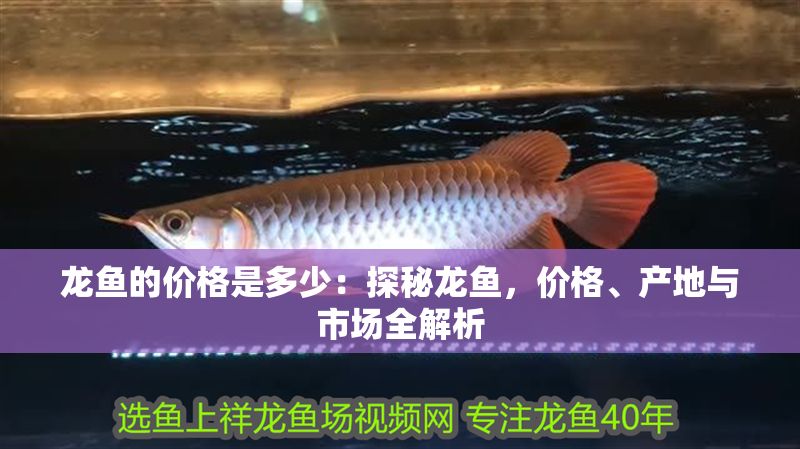 龍魚的價格是多少：探秘龍魚，價格、產地與市場全解析