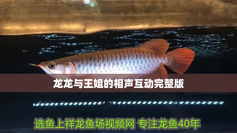 龍龍與王姐的相聲互動完整版