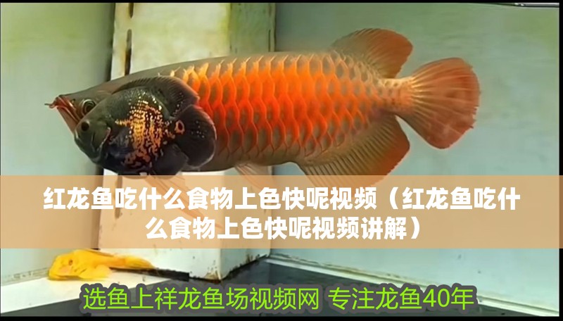 紅龍魚吃什么食物上色快呢視頻（紅龍魚吃什么食物上色快呢視頻講解） 紅龍魚吃什么食物上色快呢視頻（紅龍魚吃什么食物上色快呢視頻講解） 龍魚百科