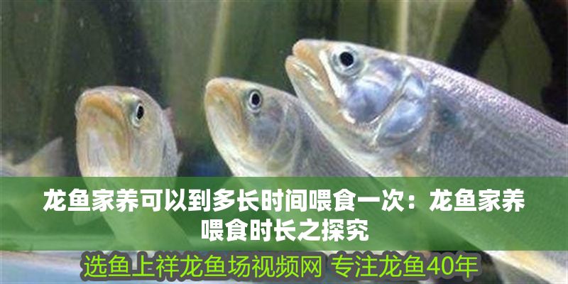 龍魚家養(yǎng)可以到多長(zhǎng)時(shí)間喂食一次：龍魚家養(yǎng)喂食時(shí)長(zhǎng)之探究
