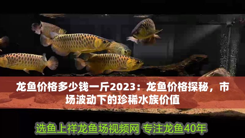 龍魚價格多少錢一斤2023：龍魚價格探秘，市場波動下的珍稀水族價值