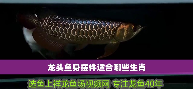 龍頭魚身擺件適合哪些生肖