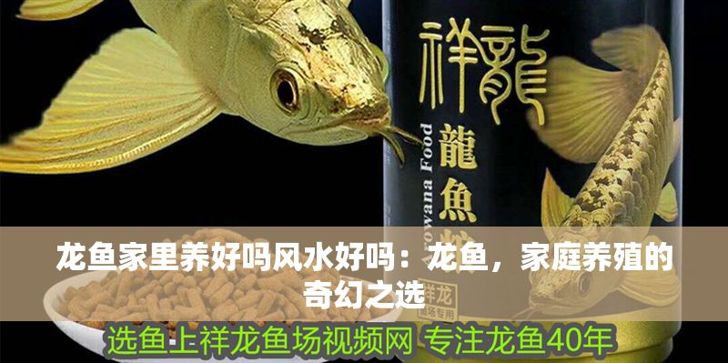 龍魚家里養(yǎng)好嗎風(fēng)水好嗎：龍魚，家庭養(yǎng)殖的奇幻之選