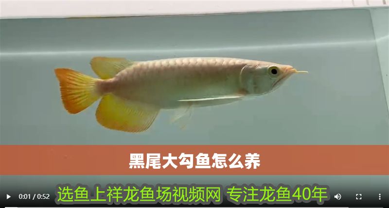 黑尾大勾魚怎么養(yǎng)