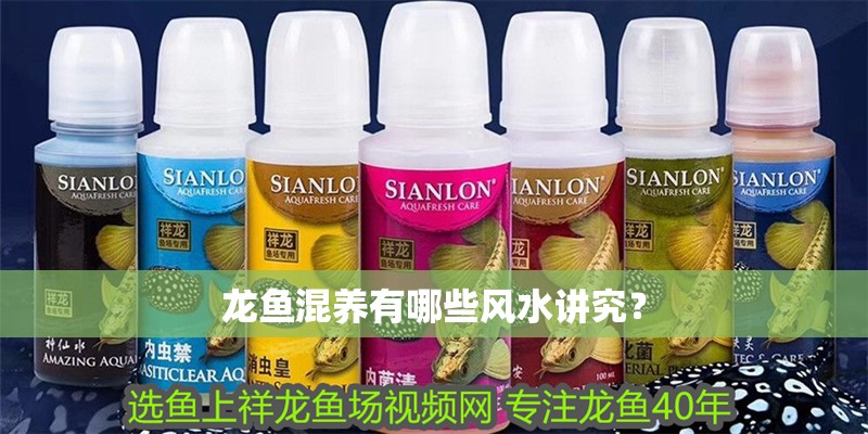 龍魚混養有哪些風水講究？