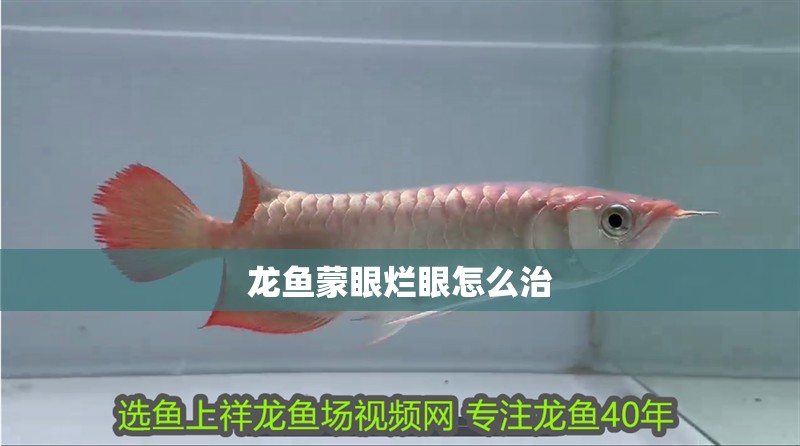 龍魚蒙眼爛眼怎么治