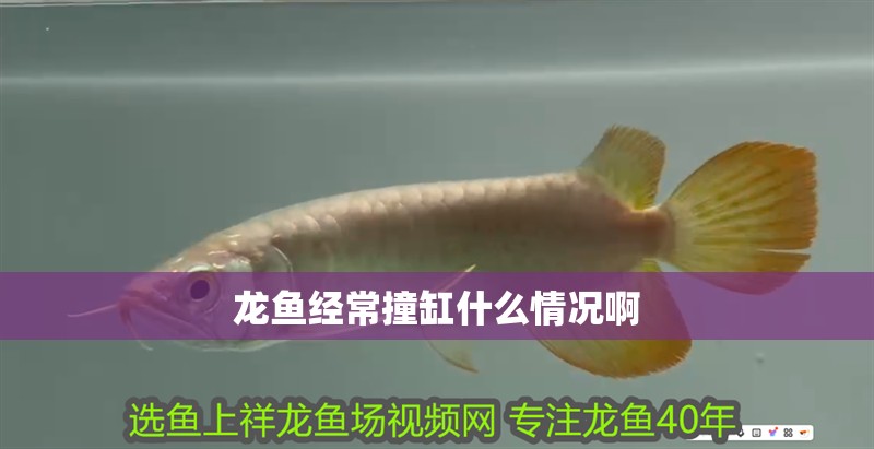 龍魚經常撞缸什么情況啊