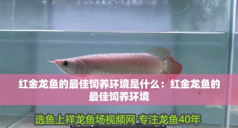 紅金龍魚的最佳飼養環境是什么：紅金龍魚的最佳飼養環境