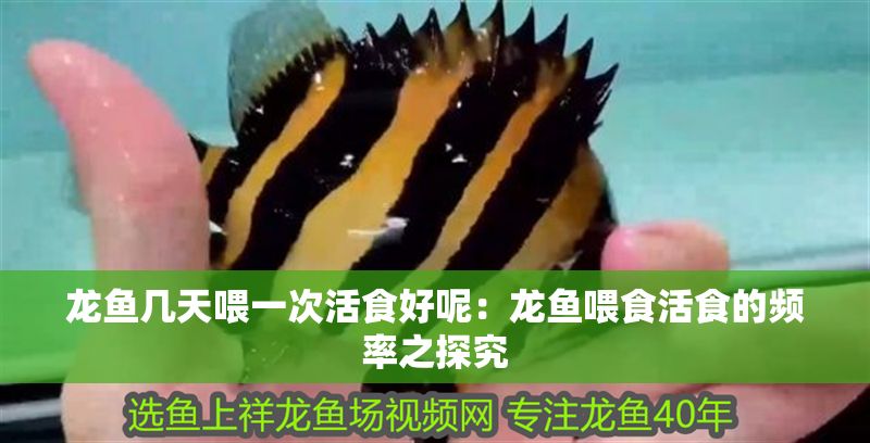 龍魚幾天喂一次活食好呢：龍魚喂食活食的頻率之探究