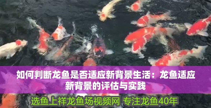 如何判斷龍魚是否適應(yīng)新背景生活：龍魚適應(yīng)新背景的評估與實踐