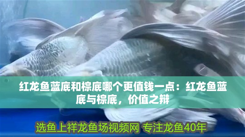 紅龍魚藍底和棕底哪個更值錢一點：紅龍魚藍底與棕底，價值之辯