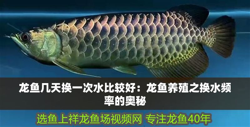 龍魚幾天換一次水比較好：龍魚養(yǎng)殖之換水頻率的奧秘