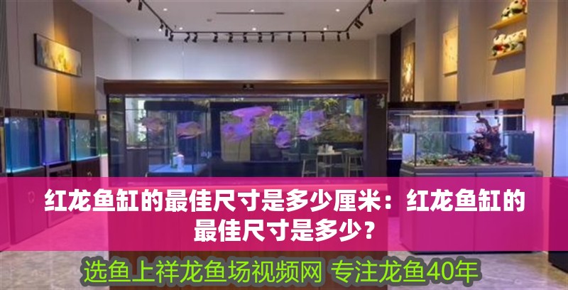 紅龍魚缸的最佳尺寸是多少厘米：紅龍魚缸的最佳尺寸是多少？
